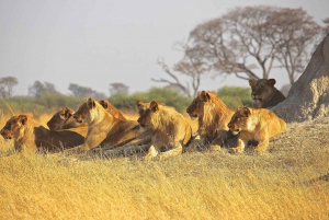Johannesburg : Circuit de 4 jours dans le parc Kruger et le canyon de la rivière Blyde