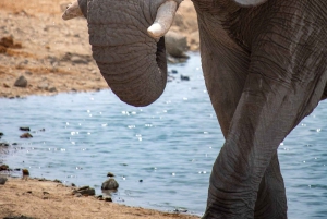 Johannesburg: safari di 2 giorni al Dinokeng Resort