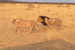 Johannesburg: safari di 2 giorni al Dinokeng Resort