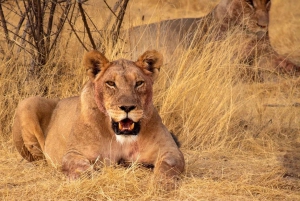 Johannesburg: safari di 2 giorni al Dinokeng Resort