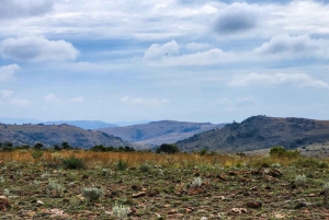 Johannesburg: Human Origins day tour and Malapa Museum