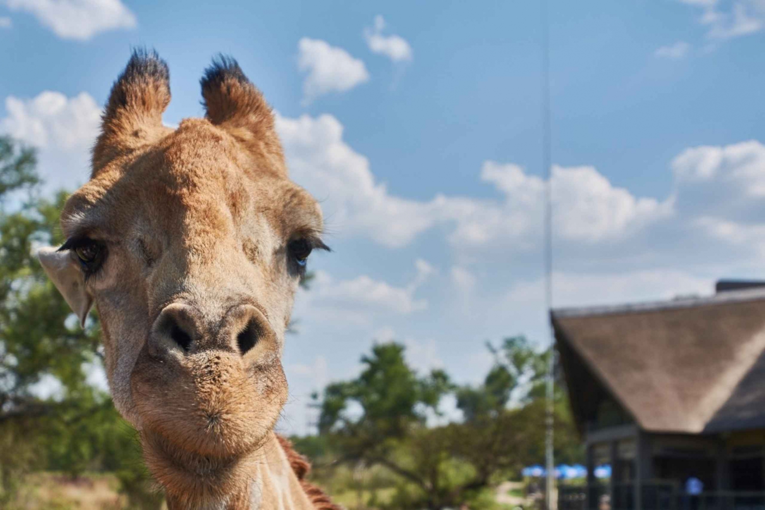 Johannesburg: Guidad tur i lejon- och safariparken