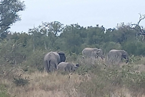 Park Narodowy Krugera – 2 dni