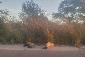 Park Narodowy Krugera – 2 dni