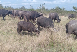 Park Narodowy Krugera – 2 dni