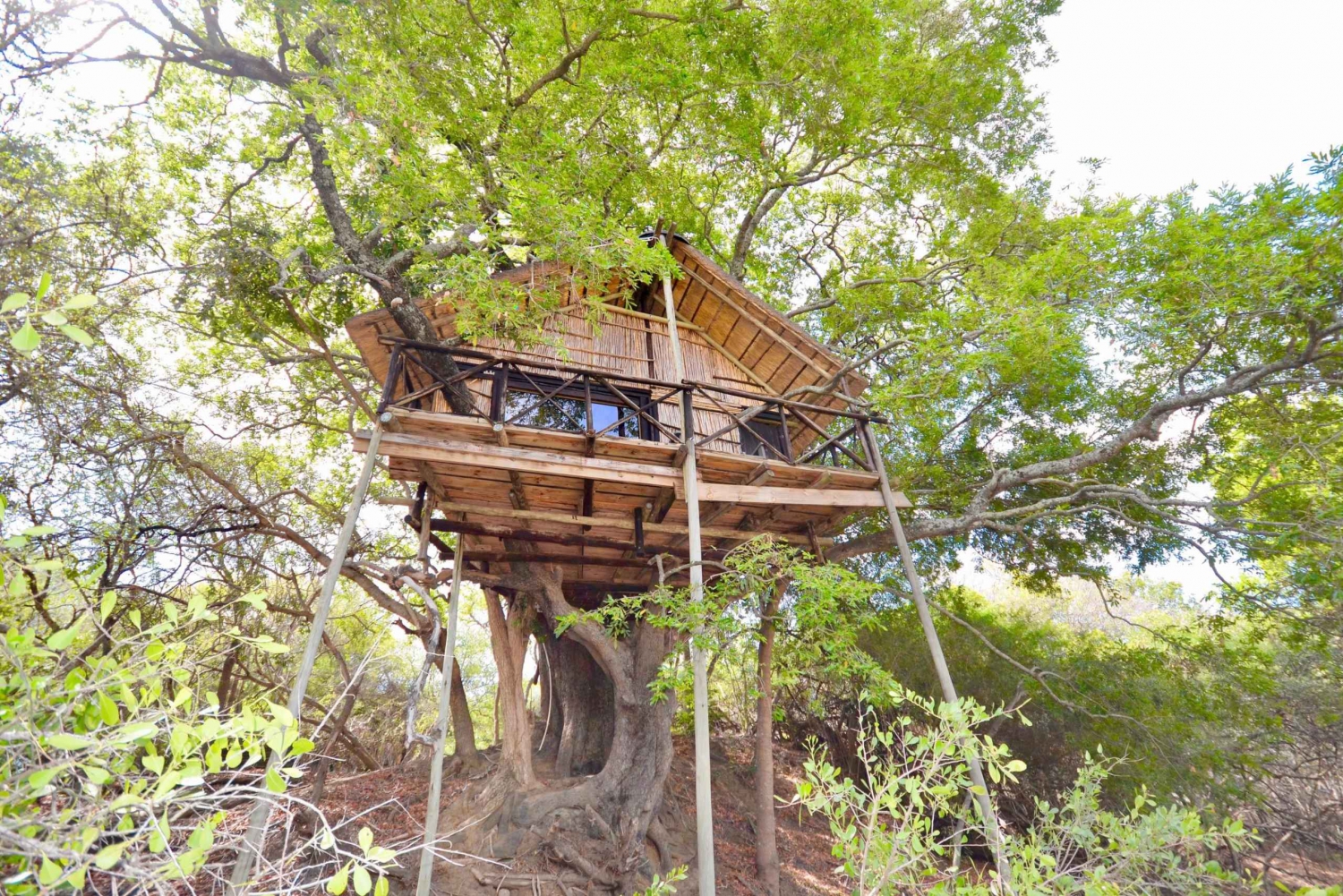 Krugerin kansallispuisto: 3 päivän safarimatka ja puumajamajoitus