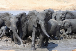 Kruger National Park: 3 Day Safari Tour