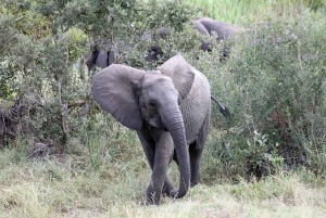 Kruger National Park: 3 Day Safari Tour