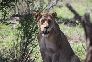 Kruger National Park: 3 Day Safari Tour