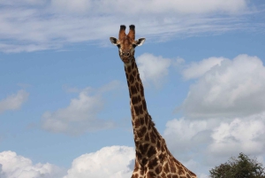 Kruger National Park: 3 Day Safari Tour