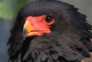 Parc national Kruger 3 jours Best Ever Safari au départ du Cap