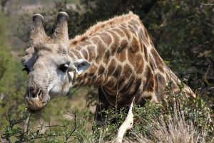 Parque Nacional Kruger - Safari de 5 días