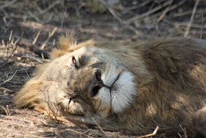 Parque Nacional Kruger - Safari de 5 días