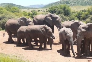 Экскурсия по национальному парку Крюгера 4 дня-3 ночи (открытый сафари на автомобиле)