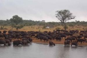 Экскурсия по национальному парку Крюгера 4 дня-3 ночи (открытый сафари на автомобиле)