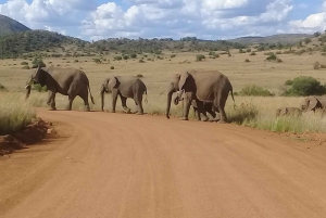 Экскурсия по национальному парку Крюгера 4 дня-3 ночи (открытый сафари на автомобиле)