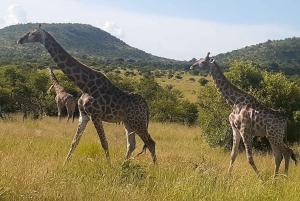 Экскурсия по национальному парку Крюгера 4 дня-3 ночи (открытый сафари на автомобиле)