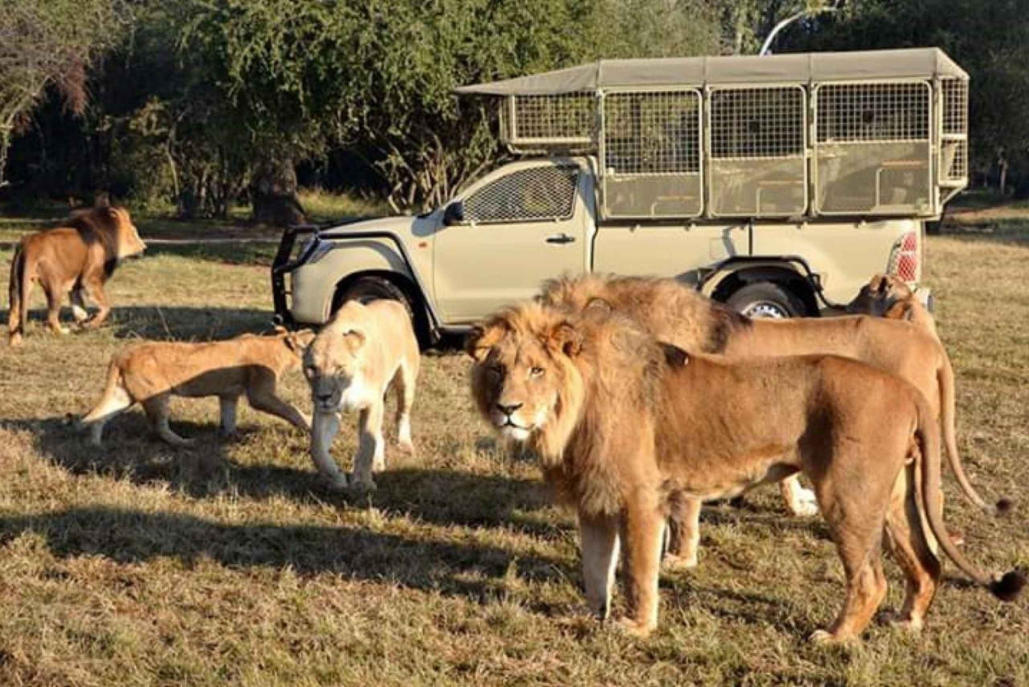 Johannesburgo: Excursión al Parque del León y Safari. Recogida privada