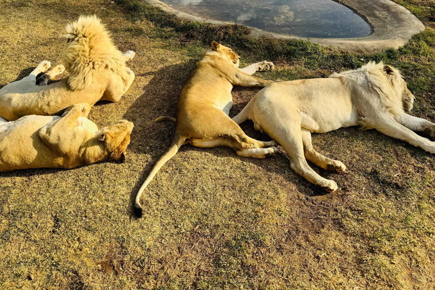 Lejonparken: Safari Äventyr