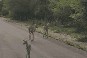 løvepark: Safari Adventure