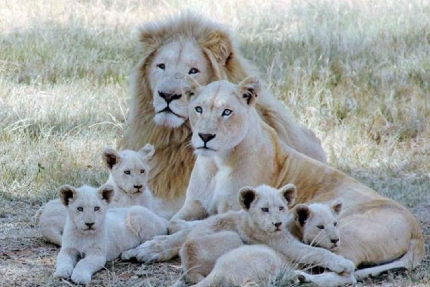 Visite du parc des lions en véhicule safari ouvert