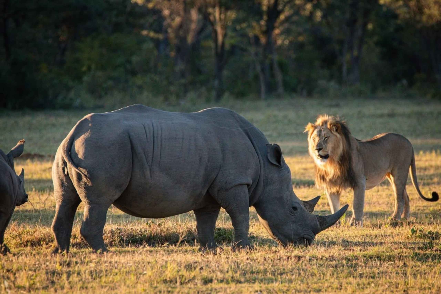 Eendaagse Kruger National Park-tour: start in Johannesburg