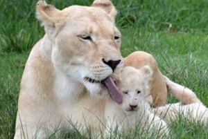 Pilanesberg Game Reserve Full Day Safari