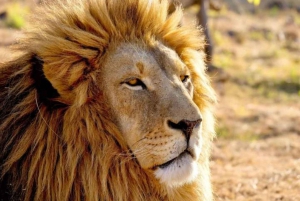 Pilanesberg Game Reserve Full Day Safari