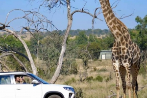 Pilanesberg Game Reserve Full Day Safari