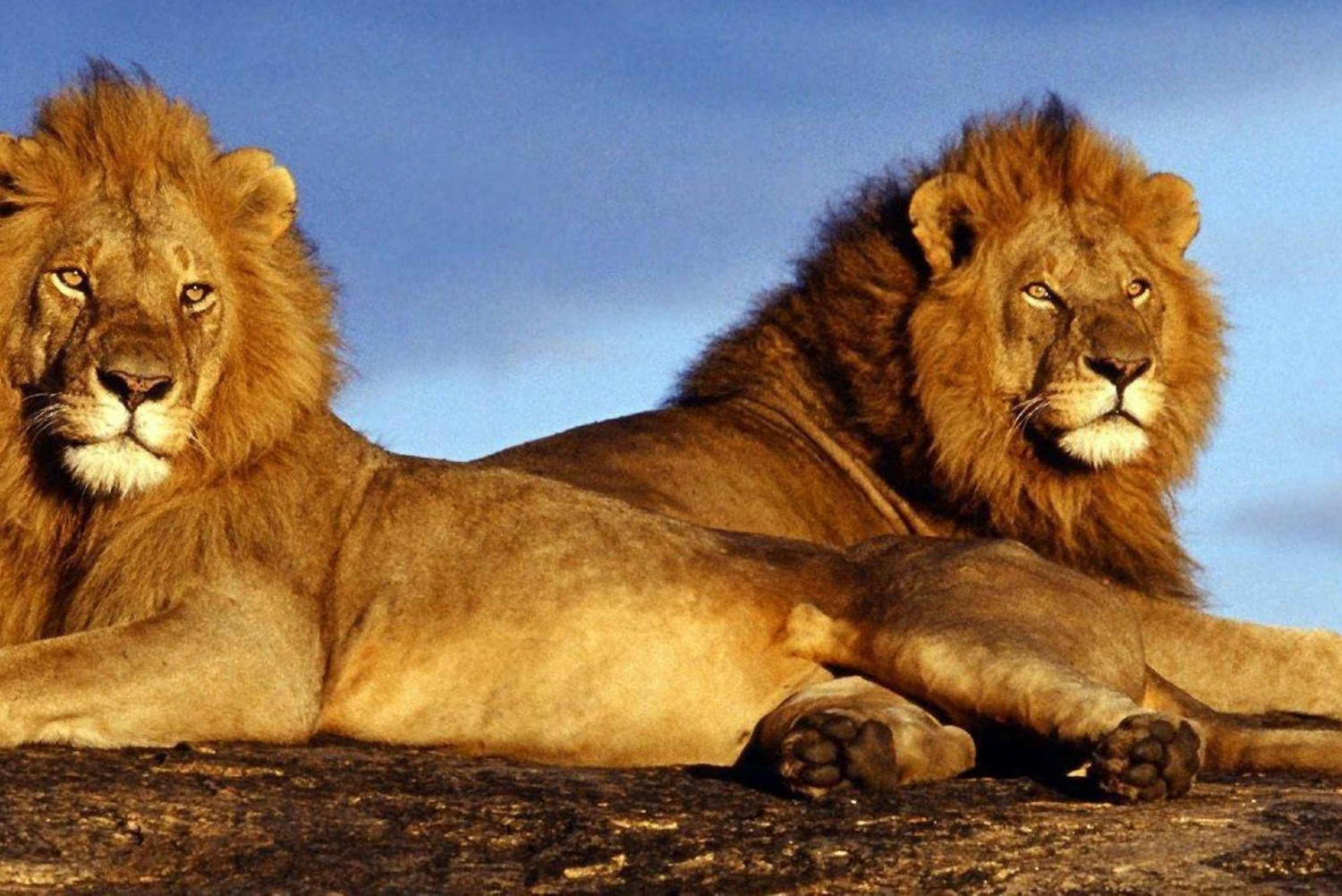 Parque de Pilanesberg, casa del revés y aldea cultural Lesedi