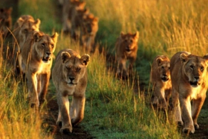 Pilanesberg Park, Ondersteboven Huis & Lesedi Cultureel Dorp