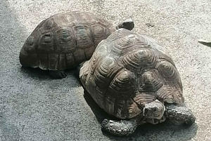 Pilanesberg Park, Ondersteboven Huis & Lesedi Cultureel Dorp