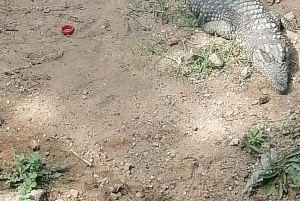 Pilanesberg Park, Ondersteboven Huis & Lesedi Cultureel Dorp