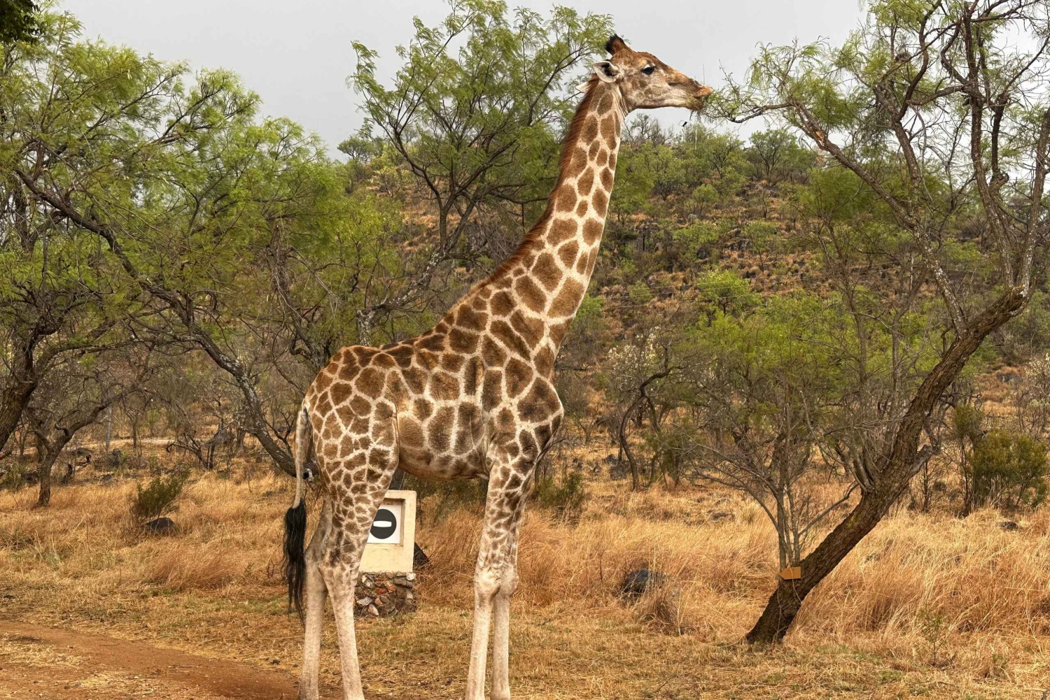 Pilanesbergin safari ja myöhäinen Lesedi-kulttuurikylä