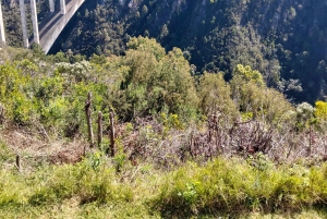 Port Elizabeth: 11-Day Safari & Culture Tour to Joburg