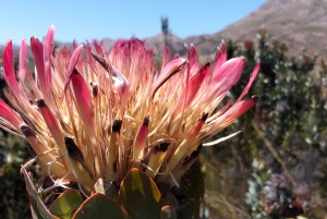 Port Elizabeth: 11-Day Safari & Culture Tour to Joburg