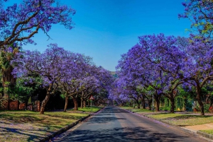 Pretoria: Visita a la ciudad de Pretoria y al Parque de los Leones
