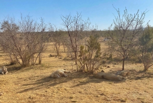 Pretoria: Visita a la ciudad de Pretoria y al Parque de los Leones