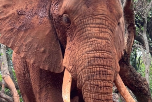 Johannesburg: Halbtagestour zum Elefanten- und Affenschutzgebiet