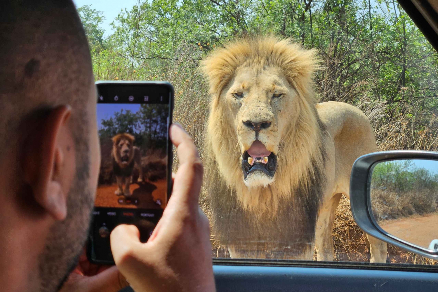 Johannesburg: Safari i næsehorns- og løveparken og Maropeng Museum