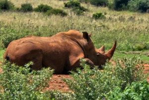 Johannesburg: Maropengin museo: Sarvikuono- ja leijonapuiston safari ja Maropengin museo
