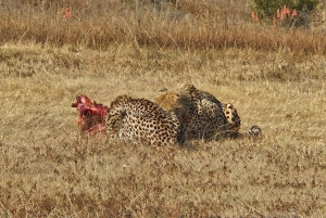 Johannesburg: Maropengin museo: Sarvikuono- ja leijonapuiston safari ja Maropengin museo