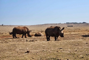 Johannesburg: Maropengin museo: Sarvikuono- ja leijonapuiston safari ja Maropengin museo