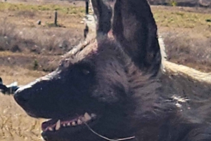 Johannesburg: Maropengin museo: Sarvikuono- ja leijonapuiston safari ja Maropengin museo