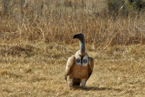 Johannesburg: Maropengin museo: Sarvikuono- ja leijonapuiston safari ja Maropengin museo