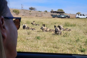 Johannesburg: Maropengin museo: Sarvikuono- ja leijonapuiston safari ja Maropengin museo