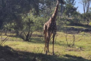Johannesburg: Maropengin museo: Sarvikuono- ja leijonapuiston safari ja Maropengin museo