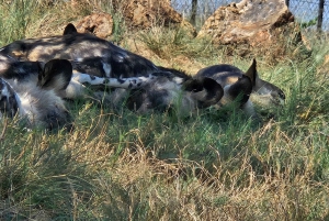 Johannesburg: Maropengin museo: Sarvikuono- ja leijonapuiston safari ja Maropengin museo