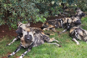Johannesburg: Maropengin museo: Sarvikuono- ja leijonapuiston safari ja Maropengin museo