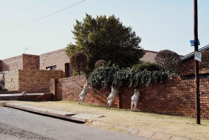 Soweto: Walking Tour with a Local Guide and Lunch